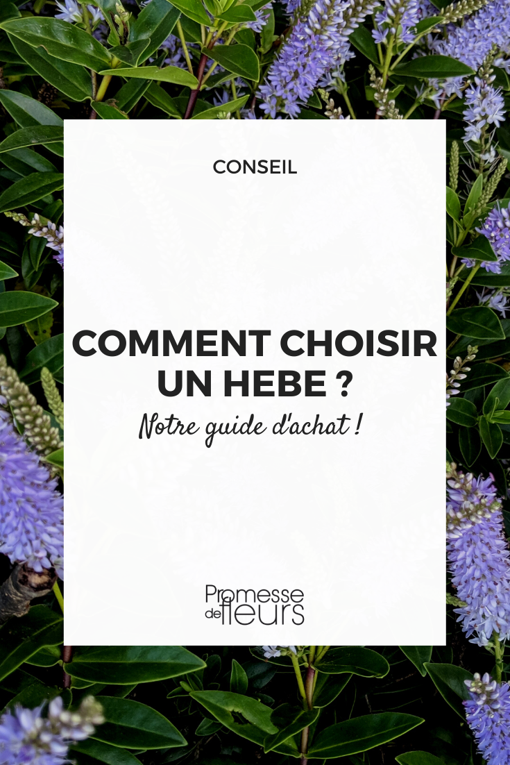 Guide d'achat Hebe