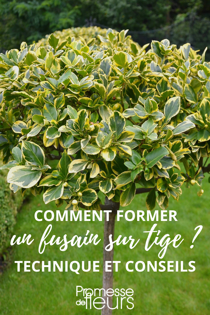 https://www.promessedefleurs.com/blogwp/wp-content/uploads/2023/03/Comment-former-un-fusain-sur-tige-.png