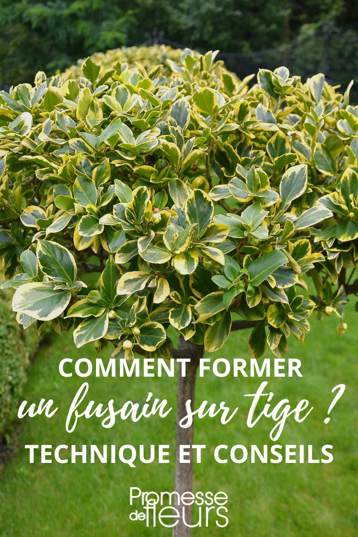 Fusain Euonymus en arbre