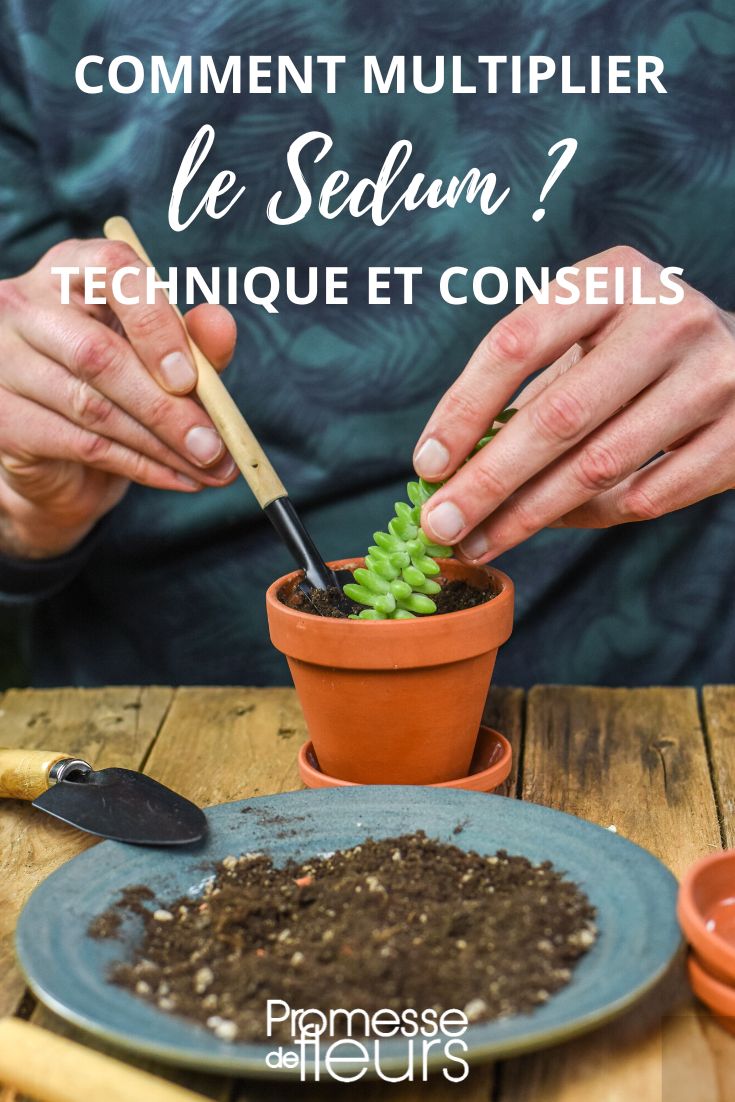 Multiplication des plantes : bouturage, division - Gamm vert