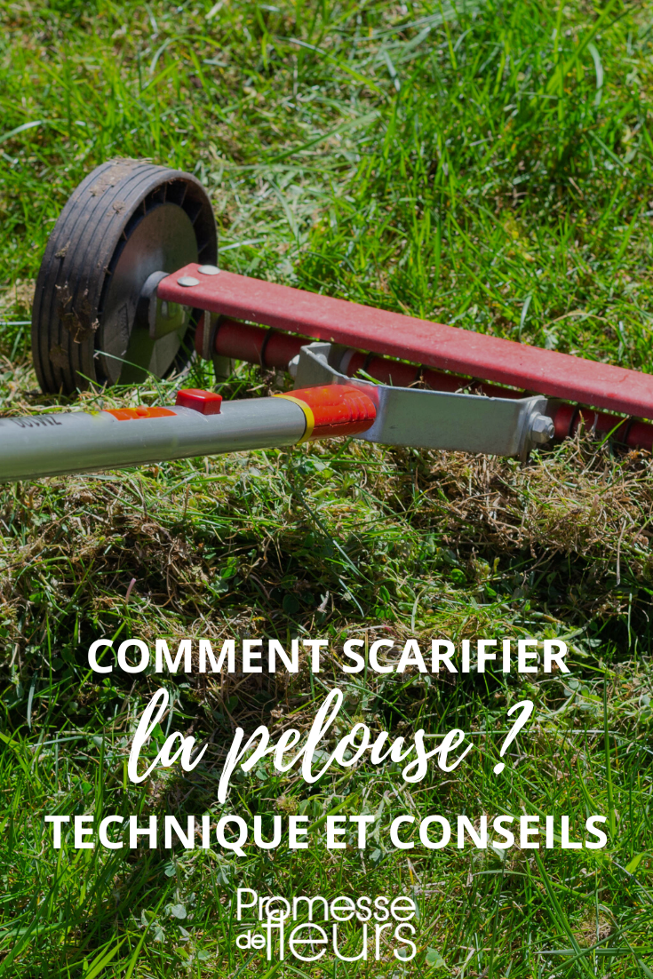 Scarification et entretien de la pelouse