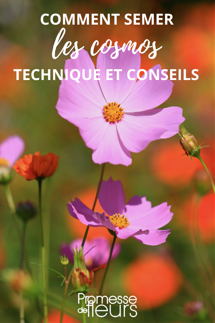 Semis des Cosmos