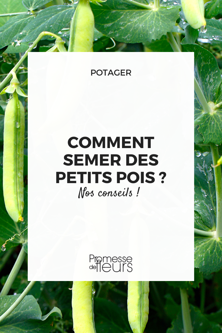 Comment semer les petits pois ? - Gamm vert