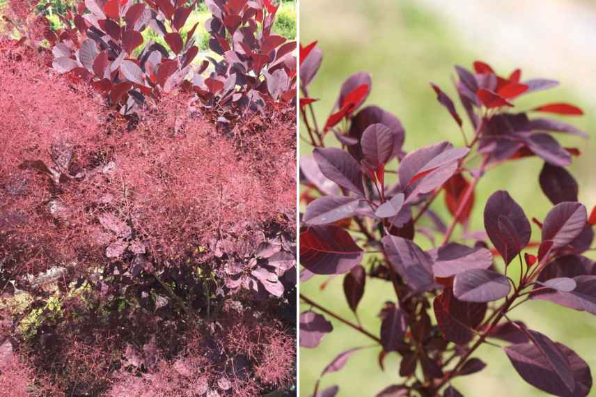 cotinus les plus belles varietes, les plus beaux cotinus, arbre aux perruques