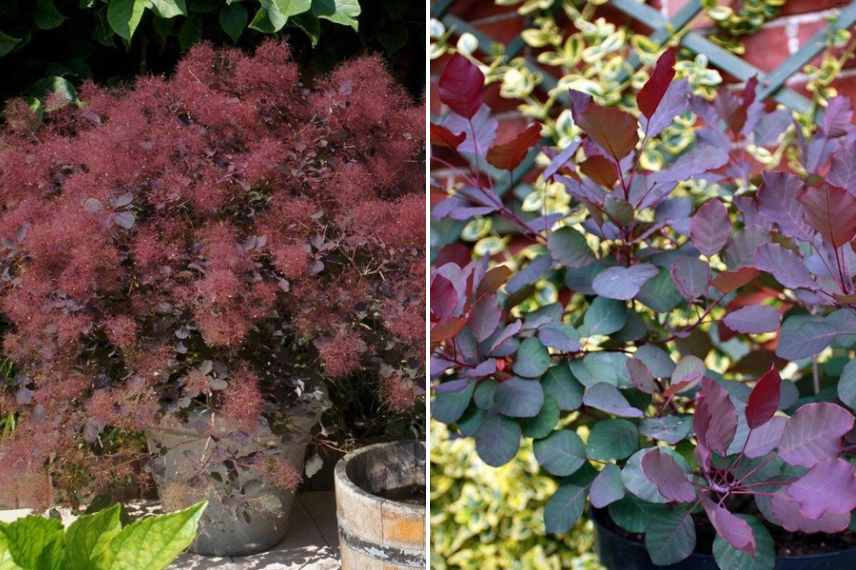 cotinus les plus belles varietes, les plus beaux cotinus, arbre aux perruques