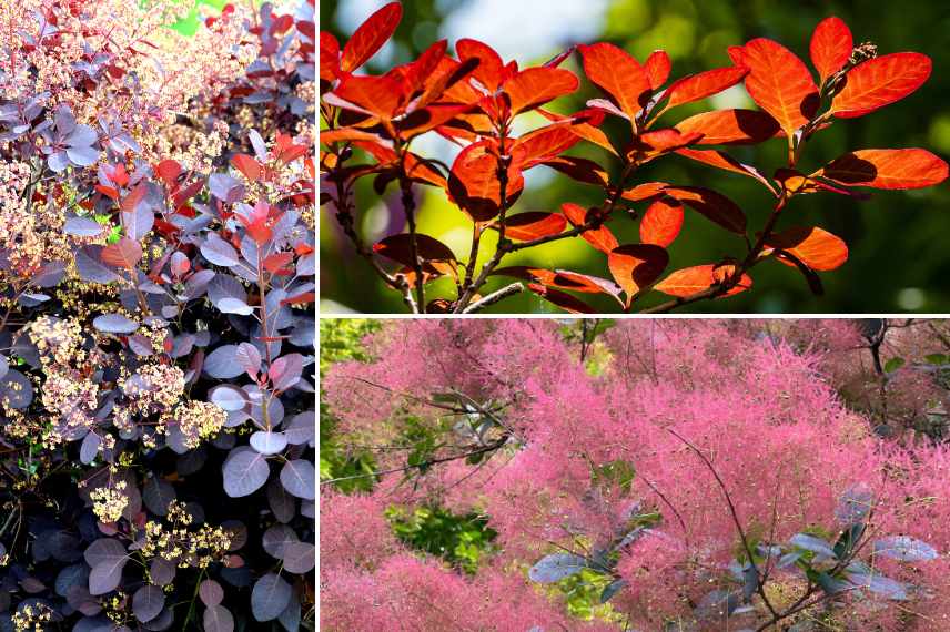 cotinus les plus belles varietes, les plus beaux cotinus, arbre aux perruques