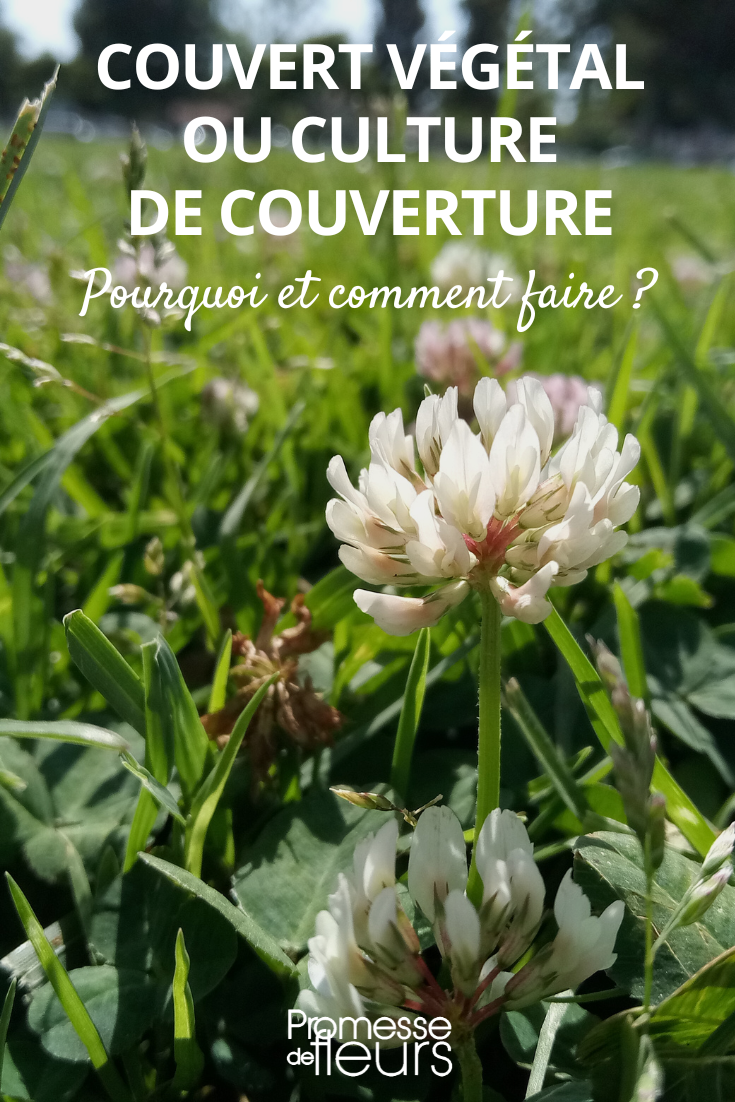 Couvert végétal, culture de couverture : Tout savoir !