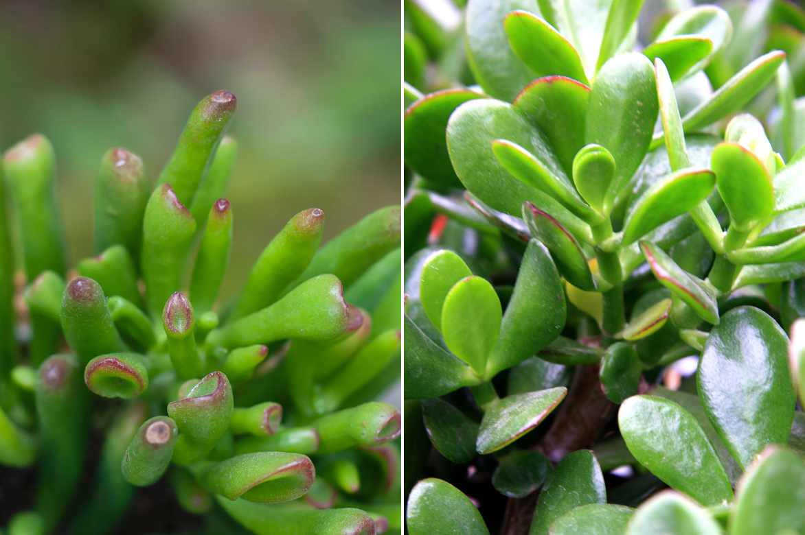 CRASSULA OVATA .l'arbre de jade. - BALADES ENTOMOLOGIQUES