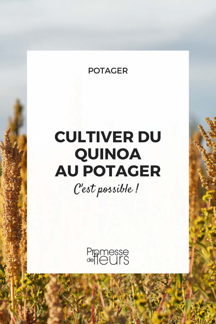 Semer ou planter du Quinoa