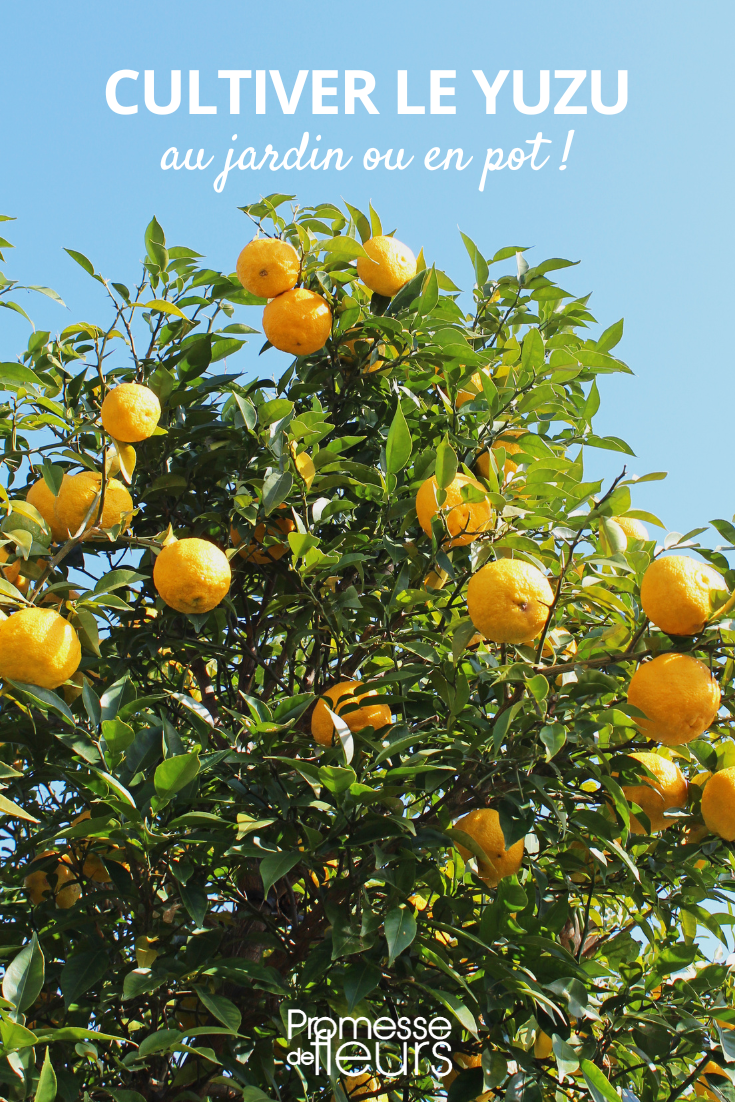 Culture du Yuzu, agrume