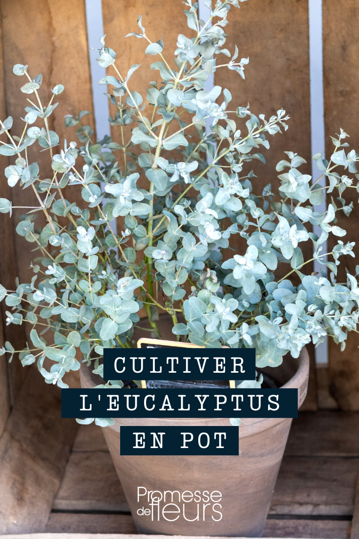 Eucalyptus en pot ou en bac
