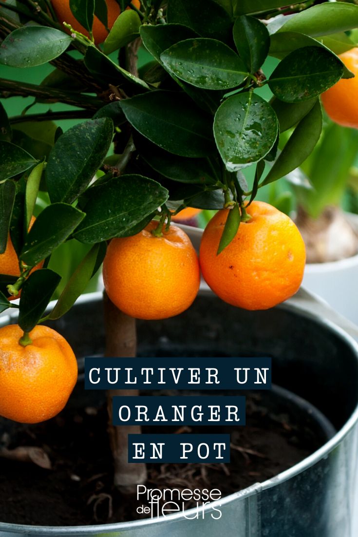 Citrus Sinensis en pot