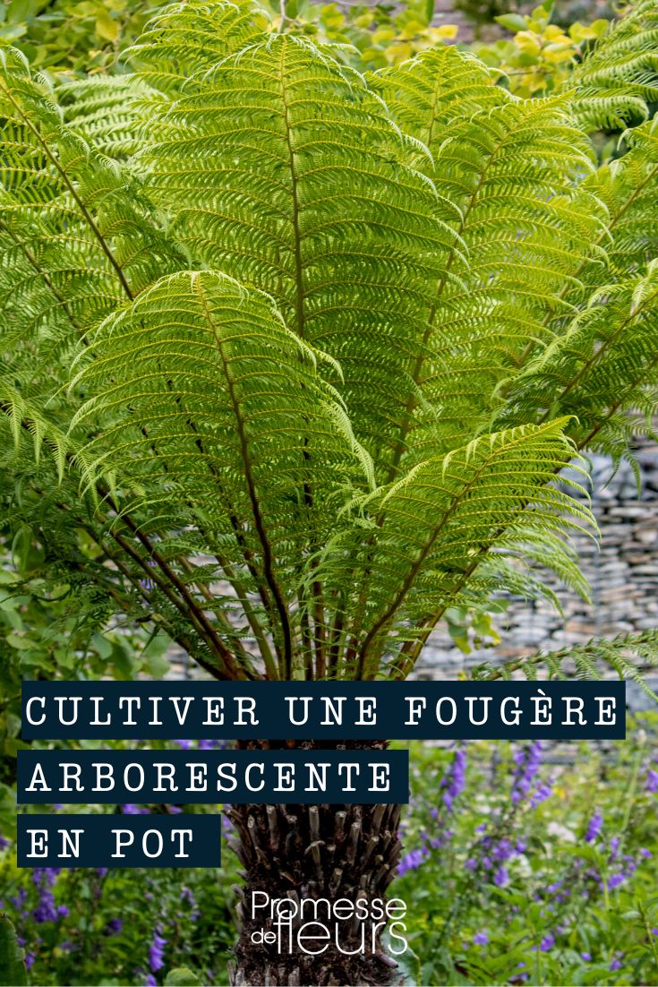 Culture Dicksonia, fougère arborescente n pot ou en bac