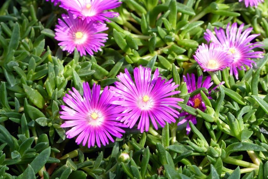 plantes toiture Delosperma cooperi