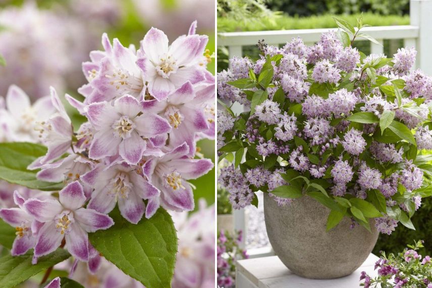 arbuste à fleurs