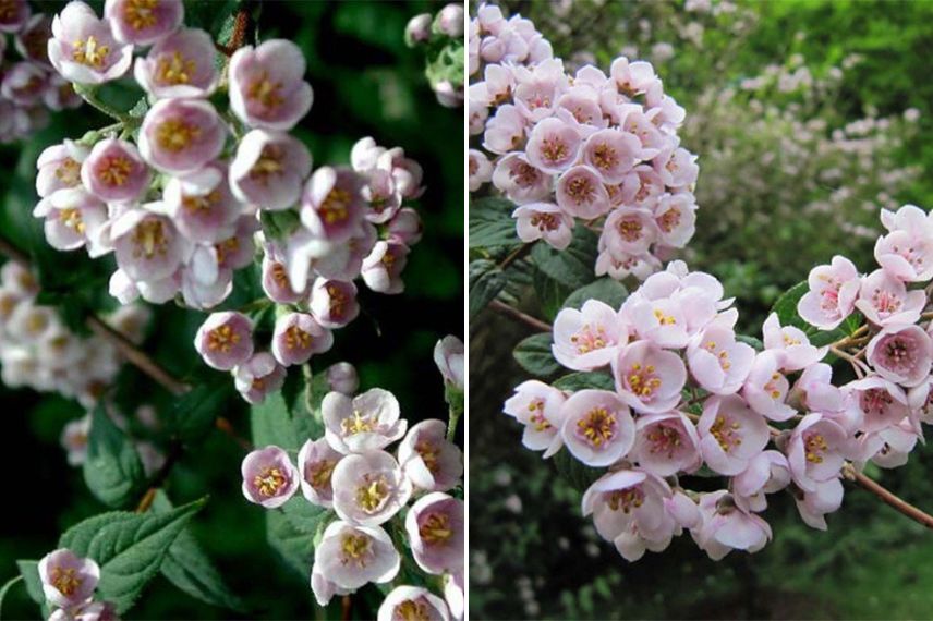 arbuste à fleurs deutzia