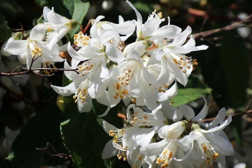 arbuste à fleurs deutzia