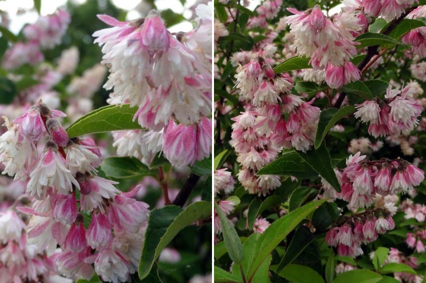 arbuste à fleurs