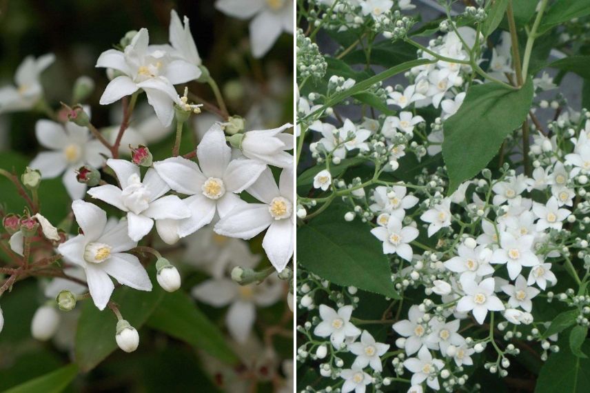 arbuste à fleurs