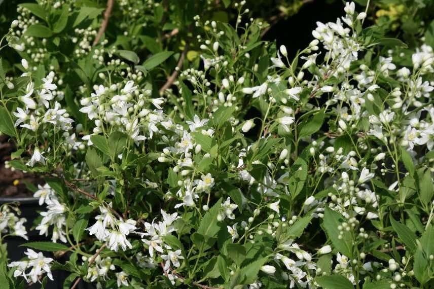 arbuste à fleurs