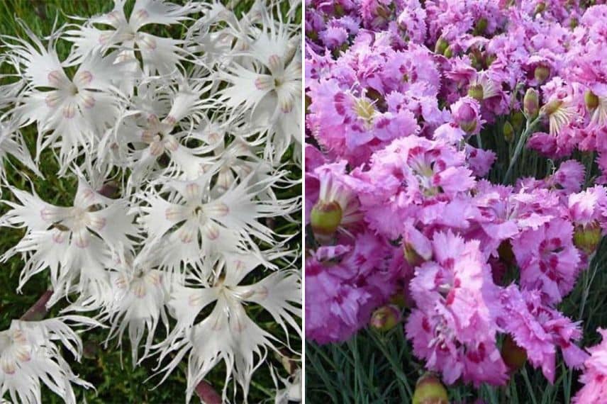 dianthus plantes pour toiture