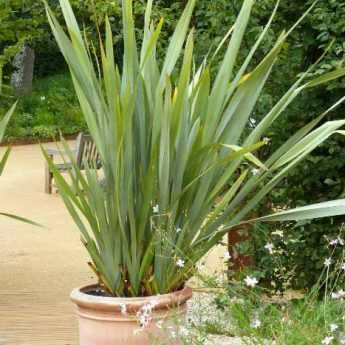 Comment diviser un Phormium ?