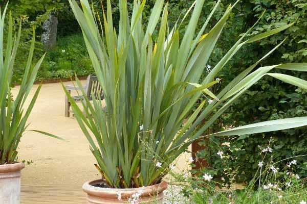 Comment diviser un Phormium ?