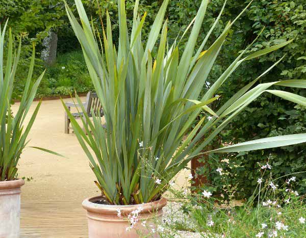 Comment diviser un Phormium ?