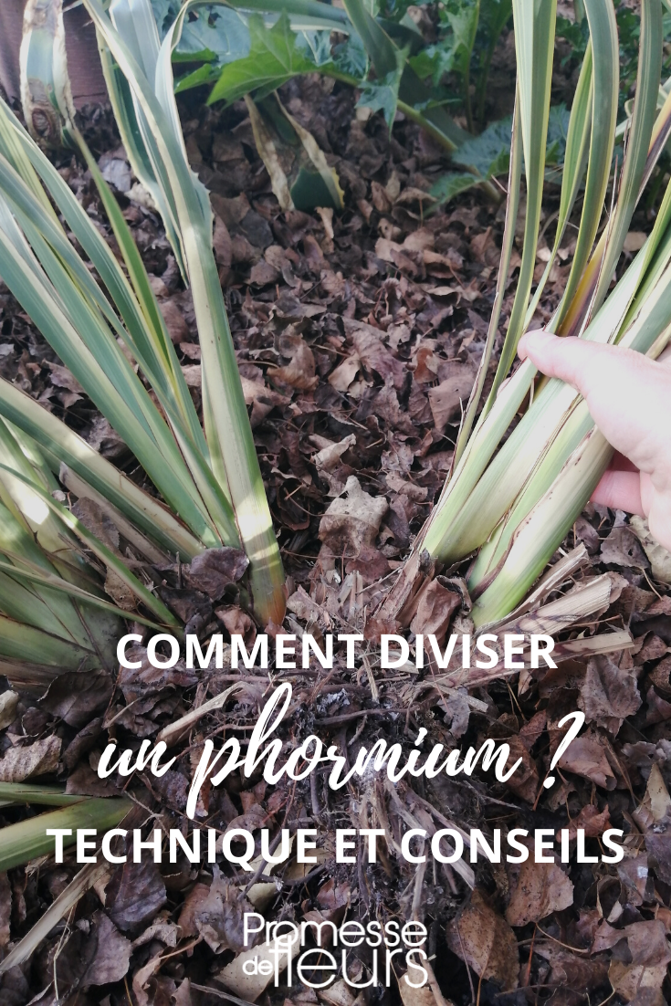 Division du Phormium, Lin de Nouvelle Zélande