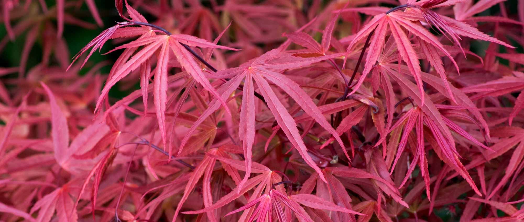 Hibiscus, véroniques, érable du japon… Comment protéger vos fleurs