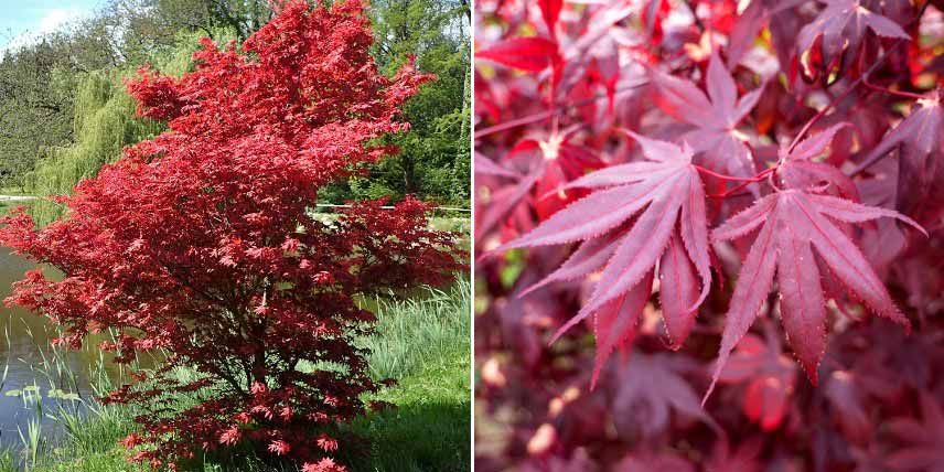 Erables du Japon à feuilles rouges