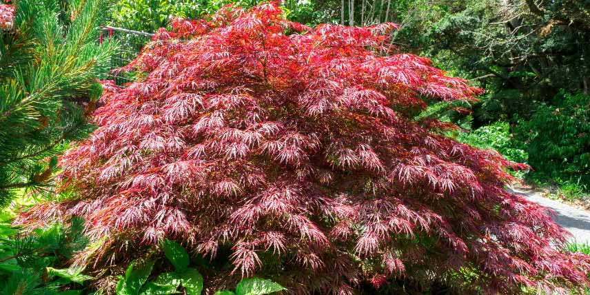 Erables du Japon à feuilles rouges