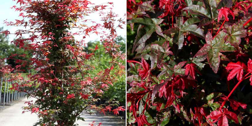 Erables du Japon à feuilles rouges
