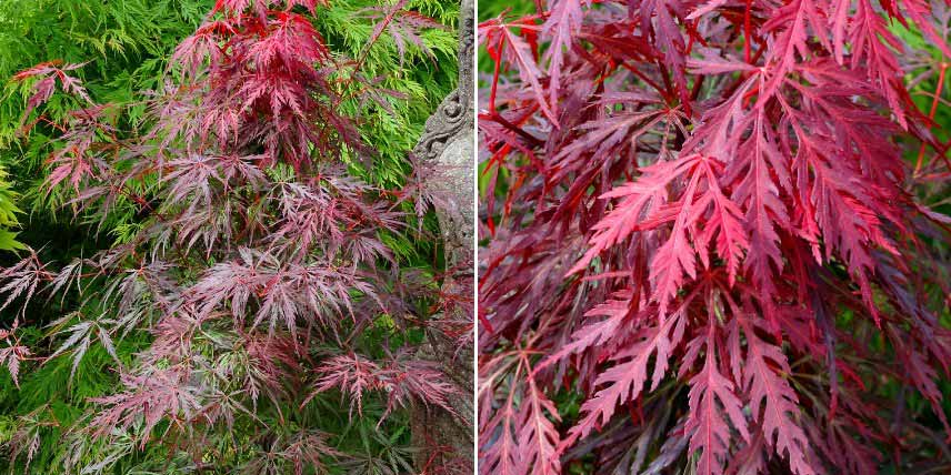 Erables du Japon à feuilles rouges
