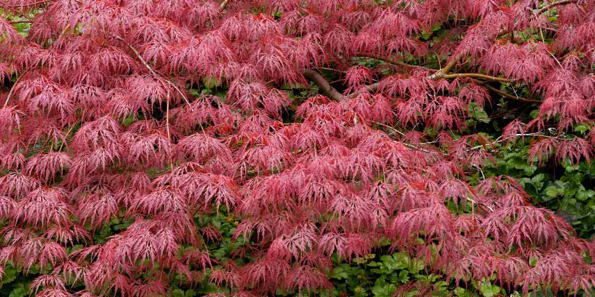 Erables du Japon à feuilles rouges