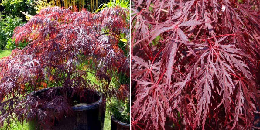 Erables du Japon à feuilles rouges