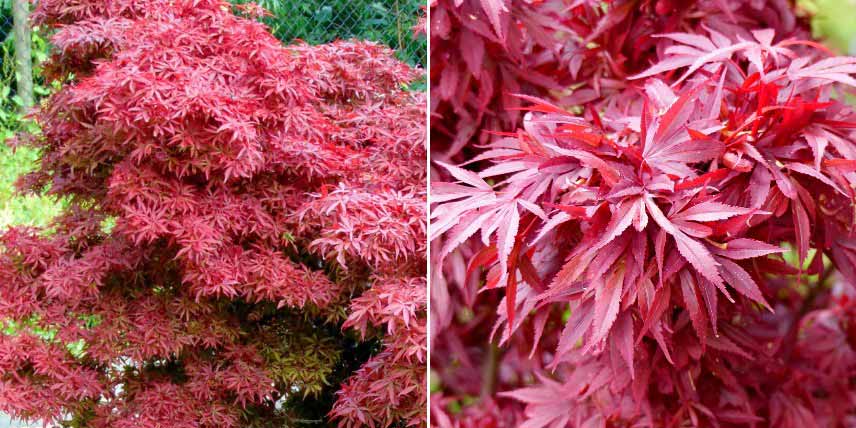 Erables du Japon à feuilles rouges