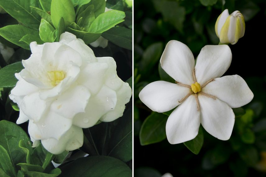 gardenia en pot