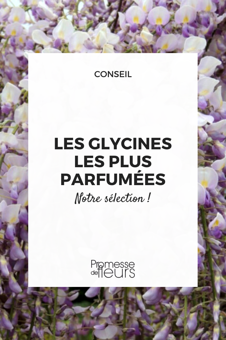 Glycine parfumée