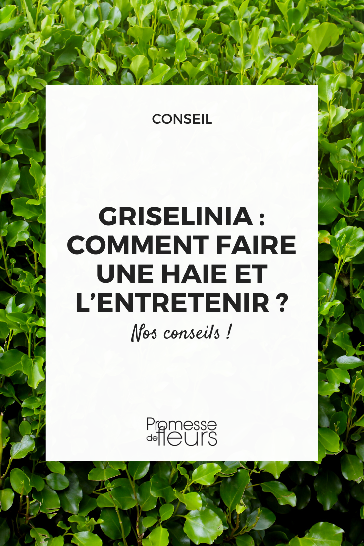 Haie Griselinia