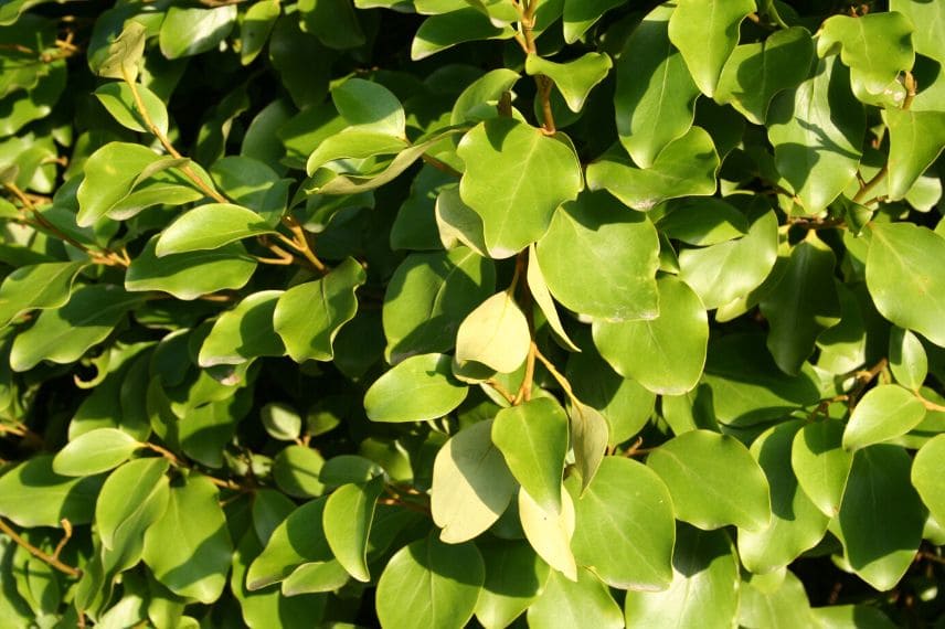 planter une haie de griseline