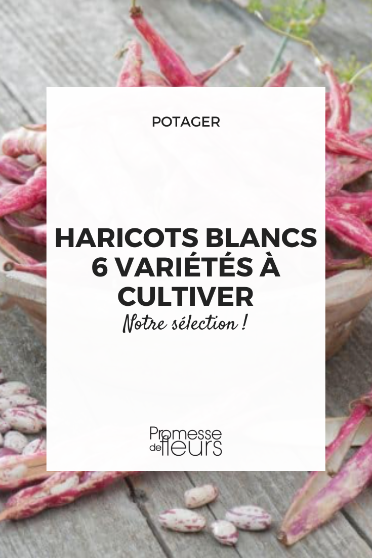 Sélection haricots à écosser