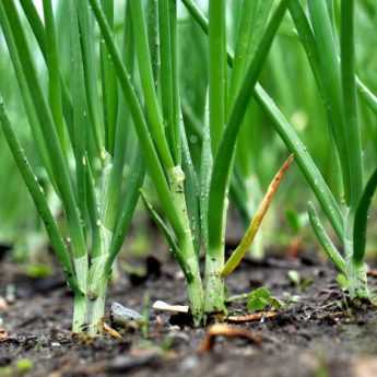 Comment semer et utiliser l'oignon vert ?