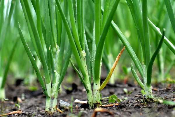 Comment semer et utiliser l'oignon vert ?