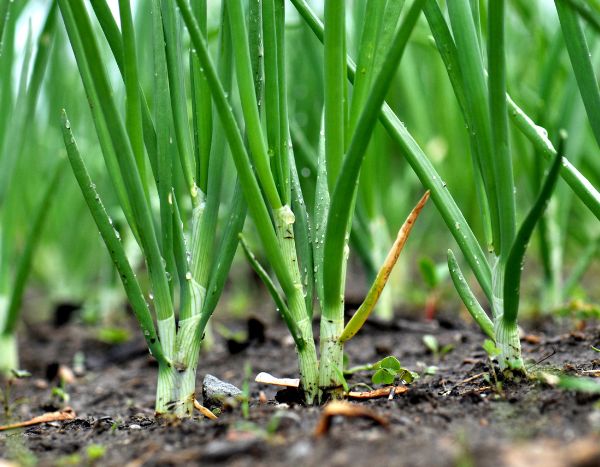 Comment semer et utiliser l'oignon vert ?