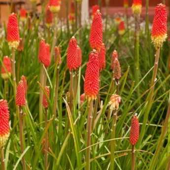 Multiplier un Kniphofia 