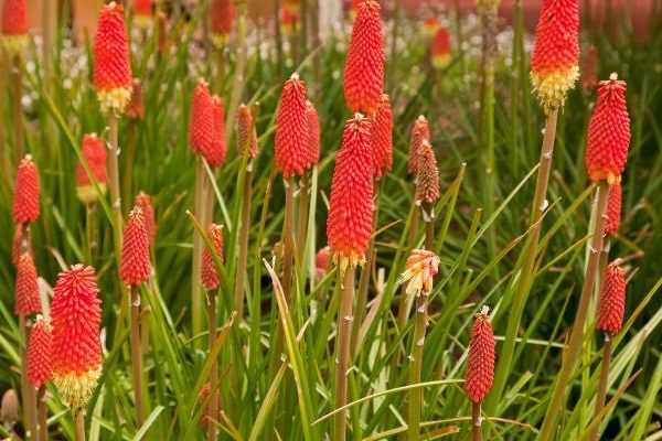 Multiplier un Kniphofia 
