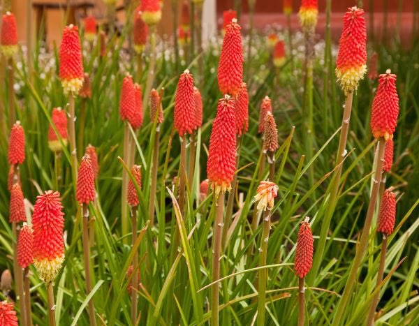 Multiplier un Kniphofia 