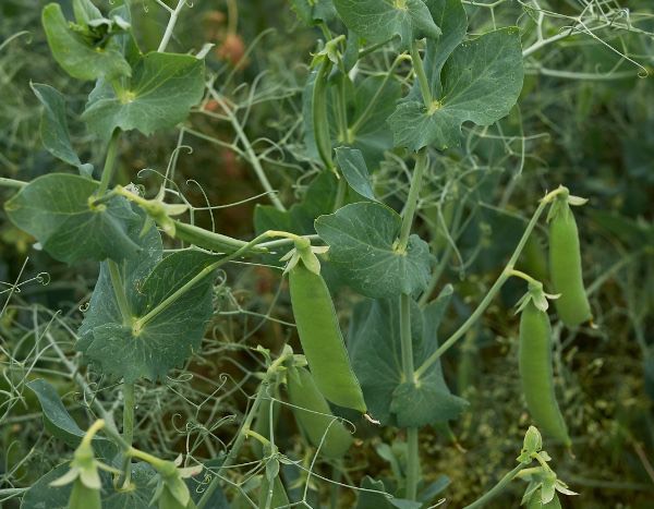 Comment semer des petits pois ?