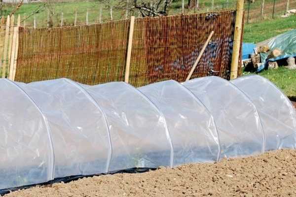 Comment installer un tunnel de forçage au potager ?